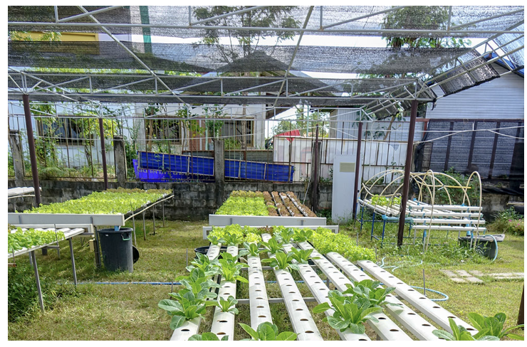Komisi B DPRD DKI Jakarta mendukung ladang farm di kawasan Jakarta Selatan sebagai salah satu inovasi pertanian perkotaan yang patut menjadi contoh. Anggota Komisi B DPRD DKI Jakarta Francine Widjojo mengatakan, kehadiran konsep pertanian modern itu sebagai bentuk pemanfaatan lahan secara bijak. Terutama di tengah kian terbatasnya ruang di Jakarta. Data Pemprov DKI pada tahun 2023, luas lahan Ruang Terbuka Hijau (RTH) hanya tersisa 5,18 persen dari total luas wilayah. Sementara kebutuhan lahan pertanian semakin mendesak. Sebagai upaya memenuhi pasokan pangan bagi jumlah penduduk yang terus meningkat. Anggota Komisi B DPRD DKI Jakarta Francine Widjojo. (dok.DDJP) Francine menilai, penerapan vertical farming dengan lahan yang terbatas dapat dioptimalkan. Menghasilkan berbagai produk pangan. Inovasi itu menjawab tantangan keterbatasan tanah. Termasuk memberi peluang penyediaan bahan makanan sehat bagi masyarakat Jakarta. “Konsep vertical farming ini bisa mengatasi masalah keterbatasan tanah sekaligus memberikan makanan kepada warga yang tinggal di Jakarta,” kata dia. Untuk itu, ia mendorong Pemprov DKI Jakarta memperkuat dukungan terhadap modernisasi pertanian. Solusi menjaga ketahanan pangan dan stabilitas harga kebutuhan pokok di Jakarta. Perlu memperbanyak Program Urban Farming atau pertanian perkotaan di berbagai wilayah Jakarta. Tujuannya membantu memenuhi kebutuhan pangan. Selain itu, mengedukasi masyarakat tentang kemandirian pangan. Meningkatkan ketahanan lingkungan melalui pemanfaatan lahan terbatas. Francine menekankan, tantangan pangan di Jakarta semakin kompleks. Seiring pertumbuhan jumlah penduduk. Data Badan Pusat Statistik (BPS) pada tahun 1961, jumlah penduduk Jakarta masih kurang dari 4 juta jiwa. Melonjak hingga lebih dari 10 juta jiwa pada tahun 2020. Pertumbuhan penduduk tersebut menimbulkan tekanan besar pada kebutuhan pangan. Terutama beras sebagai bahan pokok utama. “Pemprov DKI harus mendukung modernisasi pangan yang untuk mencukupi kebutuhan warganya dan menstabilkan harga di pasar,” pungkas Francine. (yla/df)